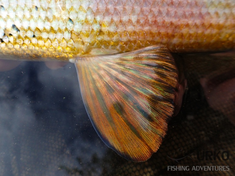 Grayling from the river Unica - pelvic fin 