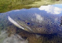 Chip Drozenski 's Fly-fishing Picture of a Brown trout – Fly dreamers 