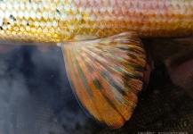 Fly-fishing Image of Grayling shared by Uros Kristan – Fly dreamers