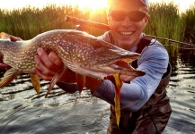 Fly-fishing Picture of Pike shared by Joe Petrow – Fly dreamers