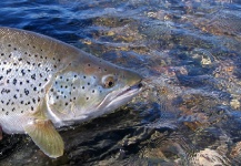  Fotografía de Pesca con Mosca de Trucha de arroyo o fontinalis por Chip Drozenski – Fly dreamers