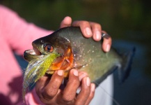 Fly-fishing Pic of Piranha shared by Roberto Véras – Fly dreamers 