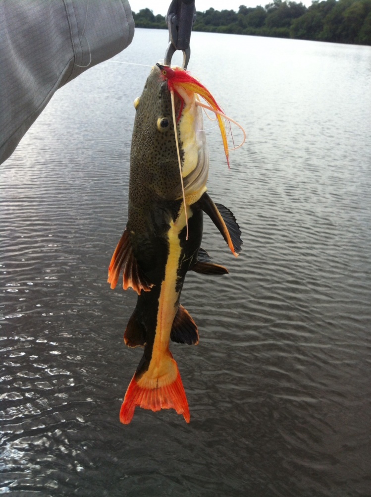 Pirarara(Red tail Catfish)