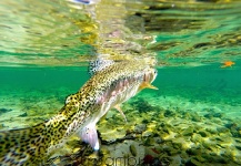 Streambums Fly Fishing 's Fly-fishing Pic of a Rainbow trout – Fly dreamers 