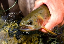 Fly-fishing Pic of Red throated trout shared by Kimbo May – Fly dreamers 