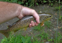 Fly Fishing Houffalize Belgium 15-06 tm 19-06-2015