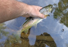  Captura de Pesca con Mosca de Salmo fario por Gerben Heijdt – Fly dreamers