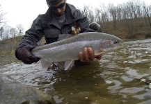 Fly-fishing Picture of Steelhead shared by Tom Ballard – Fly dreamers