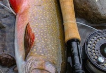 Rudy Babikian 's Fly-fishing Pic of a Brook trout – Fly dreamers 