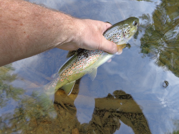 brown trout