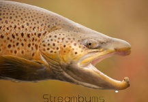 Streambums Fly Fishing 's Fly-fishing Picture of a Brownie – Fly dreamers 