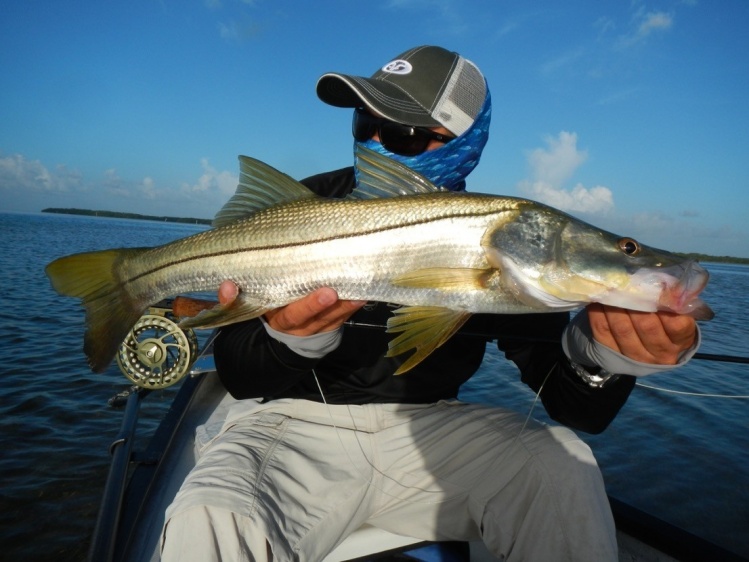 Fooled this little snook on my 8 in Everglades National Park earlier this week. 