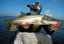 Hai Truong 's Fly-fishing Image of a Snook - Robalo – Fly dreamers 