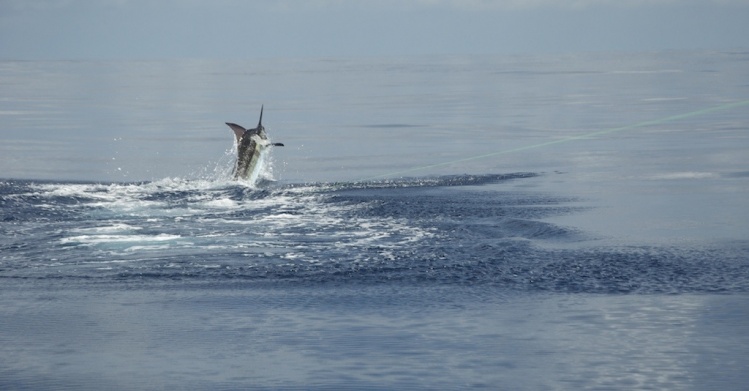 275 Lb Blue Marlin caught on fly