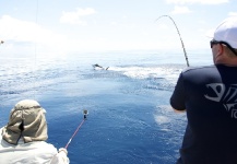  Foto de Pesca con Mosca de Marlin Azul compartida por Mikko Hautanen – Fly dreamers
