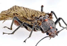  Mosca compartida por Colin Pittendrigh – Fly dreamers