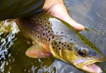 David Henslin 's Fly-fishing Pic of a Brown trout – Fly dreamers 
