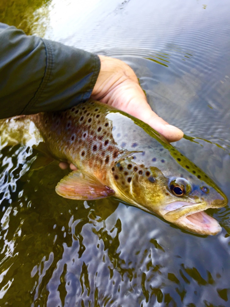 Chunky driftless brownie