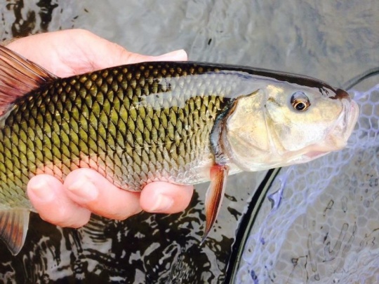 Fallfish vs creek chub  Pennsylvania Fly Fishing