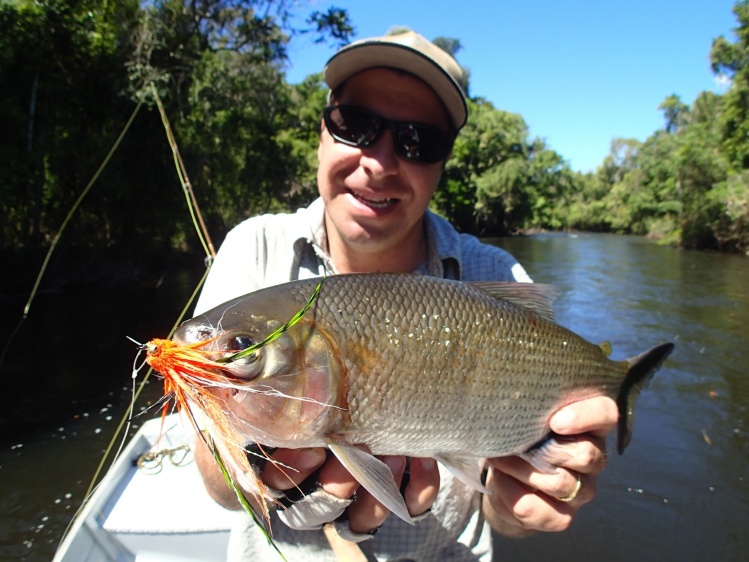 Brycon "Matrinxã"caught at Aximari river at the Ecolodge da Barra, Amazon Brazil