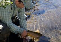 Great Fly-fishing Situation of Brown trout shared by Gonzalo Flego 