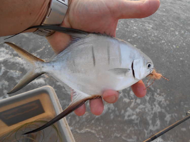 Palometa on fly...also know as Dart to some