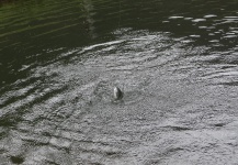 Rainbow trout Fly-fishing Situation – Martin Urgilez shared this Great Photo in Fly dreamers 