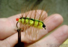  Wooly worm Whitlock