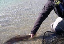  Foto de Pesca con Mosca de Red throated trout compartida por Shelly Ehmer – Fly dreamers