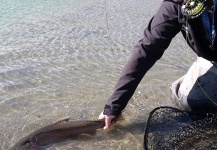 Fly-fishing Pic of Red throated trout shared by Shelly Ehmer – Fly dreamers 