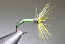 Chris Schatte 's Fly for Brown trout - – Fly dreamers 