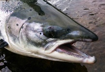  Fotografía de Pesca con Mosca de fall salmon por Vasil Bykau – Fly dreamers 