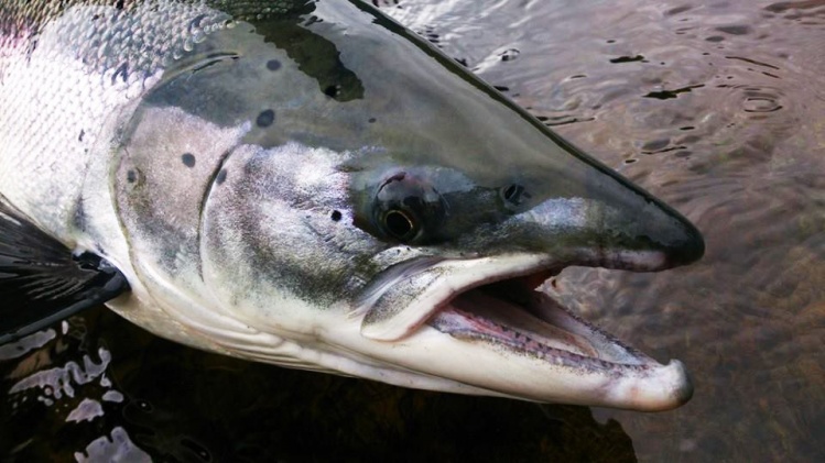 Kola river salmon fishing