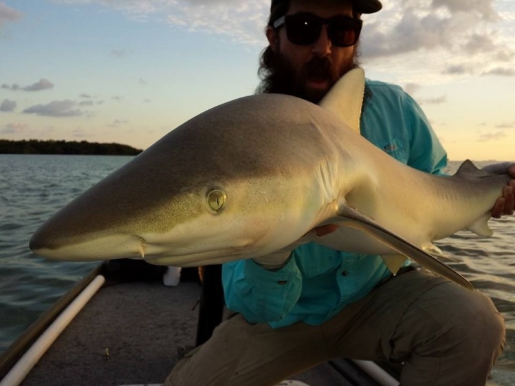 Baby lemon shark caught on top water in Biscayne Bay. Miami, Florida
