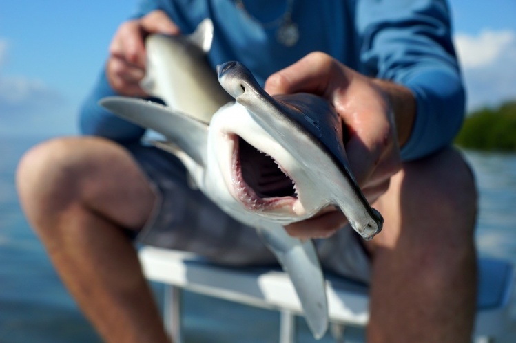 Lil bonnethead shark caught in Flamingo, Everglades National Park. Happy SHARK WEEK from Miami, Florida. 