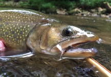  Foto de Pesca con Mosca de Trucha de arroyo o fontinalis por Thomas & Thomas Fine Fly Rods – Fly dreamers 