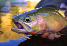  Fotografía de Pesca con Mosca de Cutthroat por Greg  Houska – Fly dreamers 