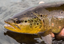 Fly-fishing Pic of Brown trout shared by SierraOutsiders Outsiders – Fly dreamers 