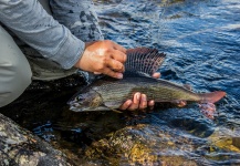 Fly-fishing Pic of Grayling shared by Alexander Lexén – Fly dreamers 