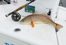 Fly-fishing Pic of Redfish shared by Michael Leishman – Fly dreamers 