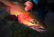 Max  Kantor  's Fly-fishing Photo of a Cutthroat – Fly dreamers 