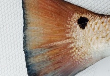 Michael Leishman 's Fly-fishing Catch of a Redfish – Fly dreamers 