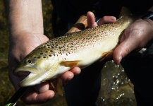 Fly-fishing Pic of Brown trout shared by Andreas Vendler – Fly dreamers 
