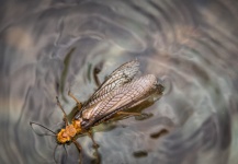 SierraOutsiders Outsiders 's Fly-fishing Entomology Image – Fly dreamers 