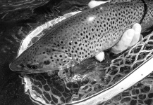 SierraOutsiders Outsiders 's Fly-fishing Photo of a Brown trout – Fly dreamers 