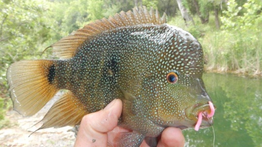 Sam Godfrey S Fly Fishing Photo Of A Rio Grande Cichlid Texas Cichlid Fly Dreamers