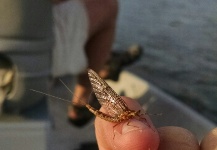  Fotografía de Entomología y Pesca con Mosca por Troy Bccs – Fly dreamers