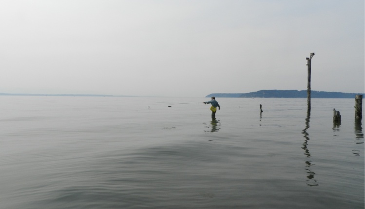 Smog from the Canadian wildfires has coated Puget Sound in a high fog, turning what were suppose to be 95 degree days into 70 degree, weirdly windless day. Throwing blind casts to sea-run cutthroat.