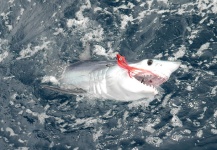  Foto de Pesca con Mosca de Tiburón compartida por Luke Alder – Fly dreamers