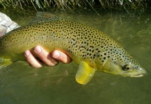 Fly-fishing Pic of Brown trout shared by Tyler Hackett – Fly dreamers 